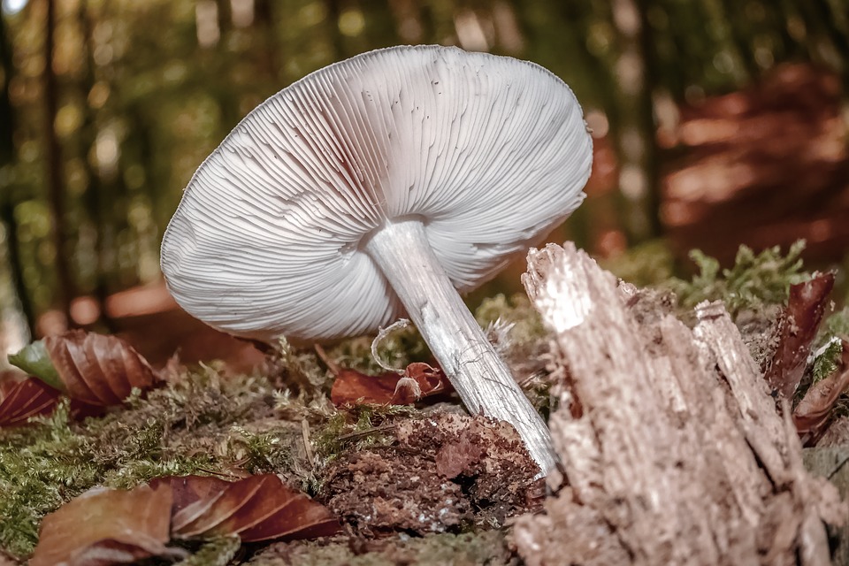 natural mushroom